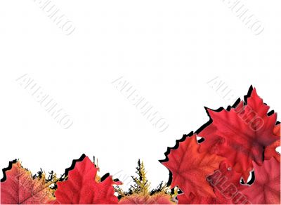 Different kinds of leaves design Different kinds of leaves design