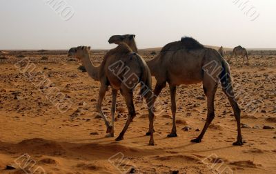 Camels