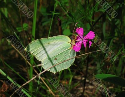 wild lemon yellow butterfly