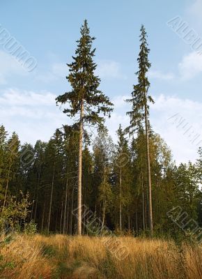 forest `rockets`