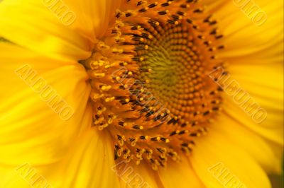 Sunflowe