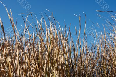 Dry Reed