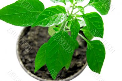 Plant Plant