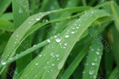 Grass with drops of a rain