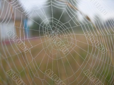 Web with dew