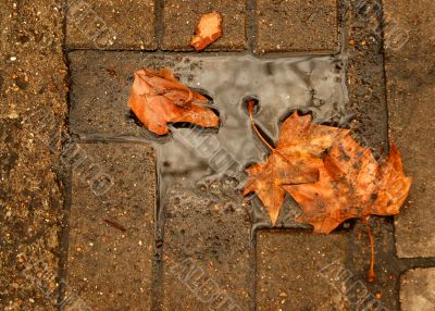 Leaves Leaves