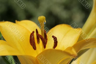 very nice yellow lily with drop nectar