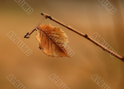Leaf Leaf