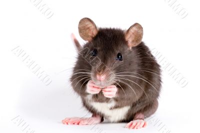 rat rat