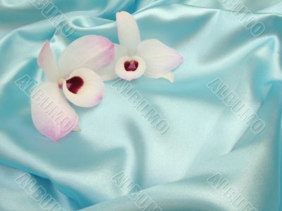 Orchid on blue satin - 2