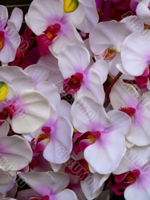 White Hothouse Orchids