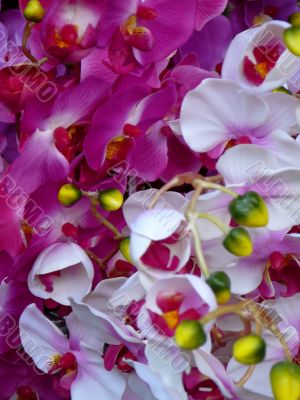 White and Purple Orchids