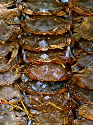Pile of Fresh Crab