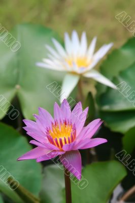 Lotus flower