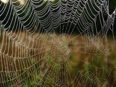 web and water web and water