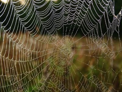 web and water