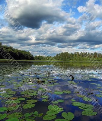 clouds and water lilies clouds and water lilies