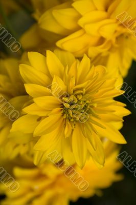 beautiful yellow flowers