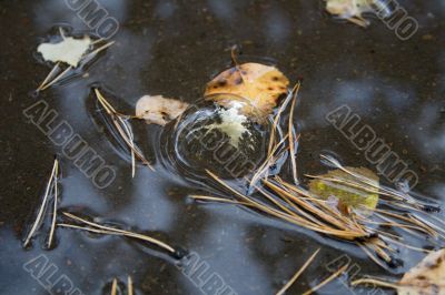 soap bubble in puddle