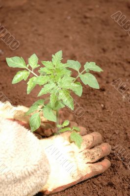 Planting a seedling