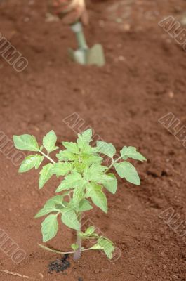 Gardener planting seedlings