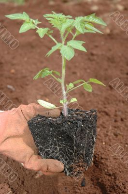 Planting a seedling