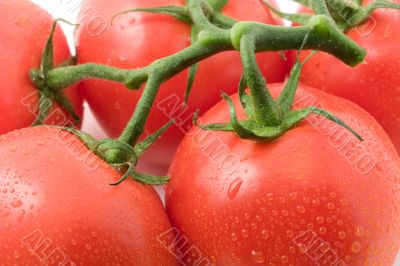 Tomatos