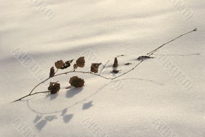 Branch in the snow