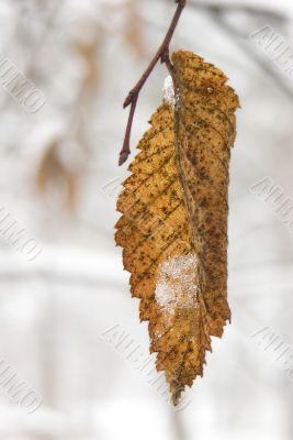 Frozen leaf