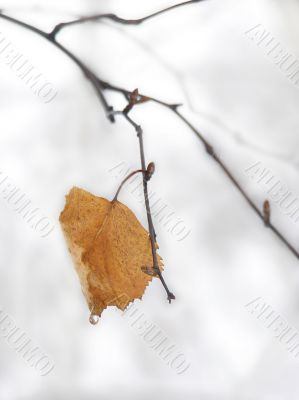 Foggy leaf