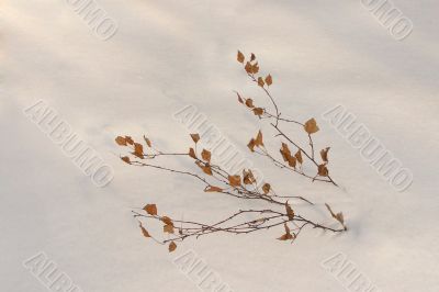 Branch in the snow 4