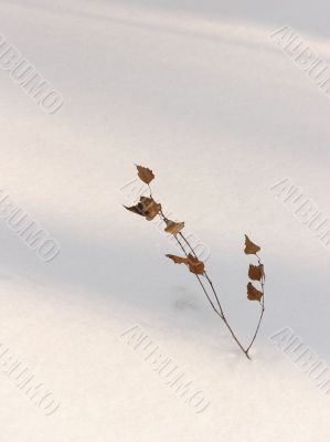 Branch in the snow