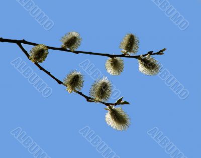 Pussy-willow