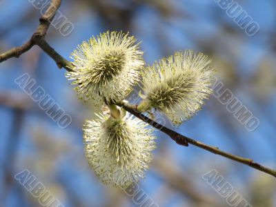 Pussy-willow