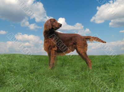 Red setter