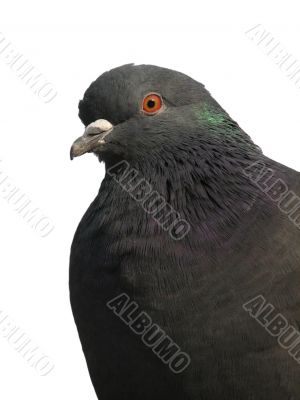 Pigeon