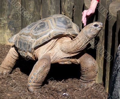 Woman Petting Giant Tortoise