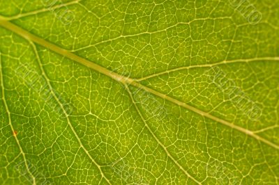 green leaf macro