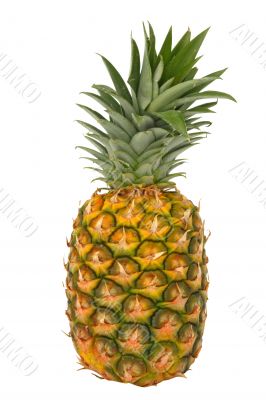 pineapple isolated pineapple isolated