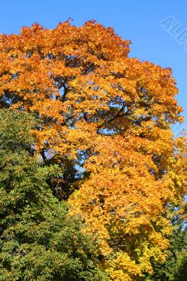 colors of fall colors of fall