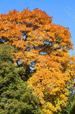 colors of fall