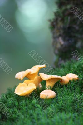 Chanterelles on the moss