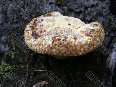 Fungi Formation