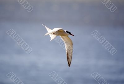 tern in flight