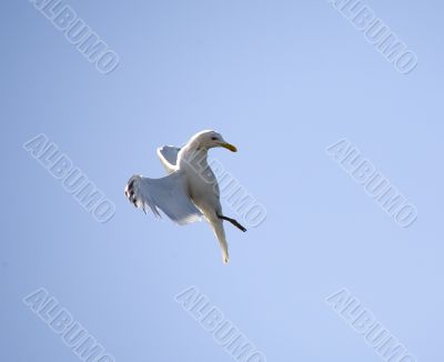 Braking of the seagull