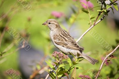 Sparrow on a  branch