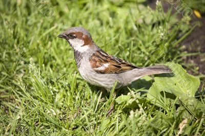 sparrow in a grass