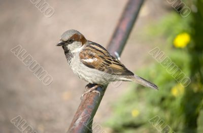 Sparrow on a fencing