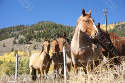 Horses and barbed wire fence