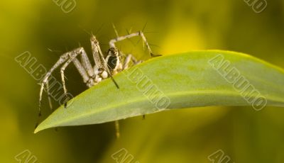 Spider Spider